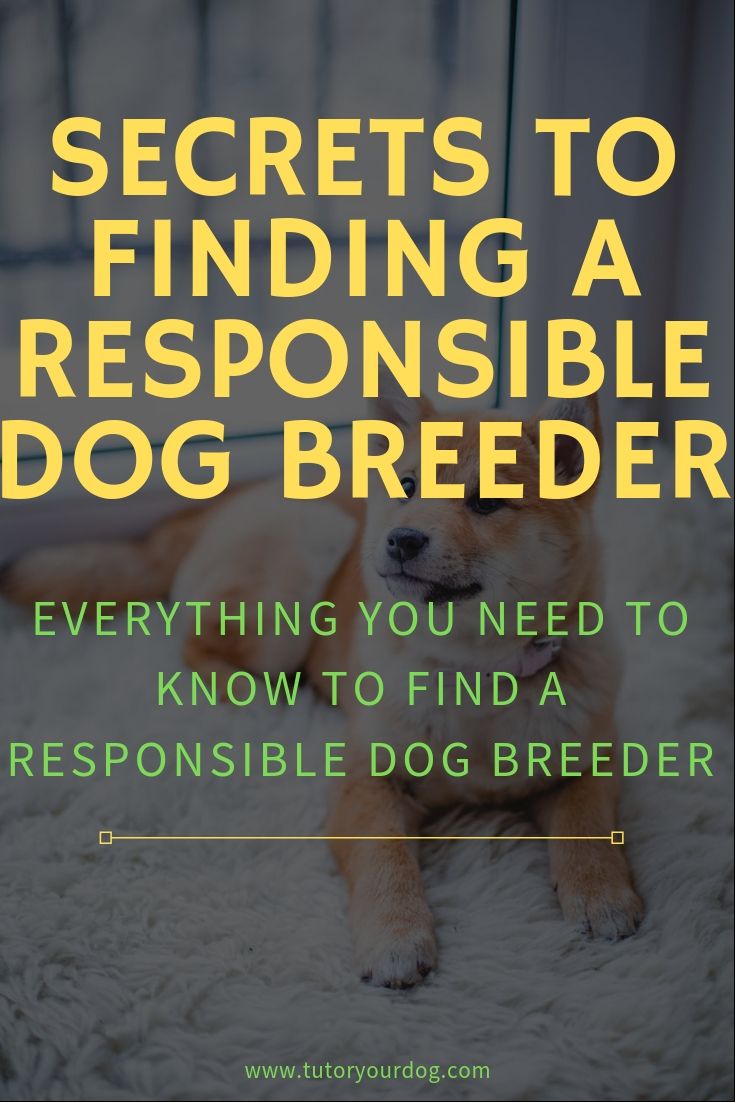 It's not always easy trying to find a reputable dog breeder to buy your puppy from. Classified ads are filled with ads from backyard breeders and puppy mills. It can quickly become frustrating if you don't know where to look. Click through to learn more about Secrets Of Finding A Responsible Dog Breeder so you can find the puppy you are dreaming of.