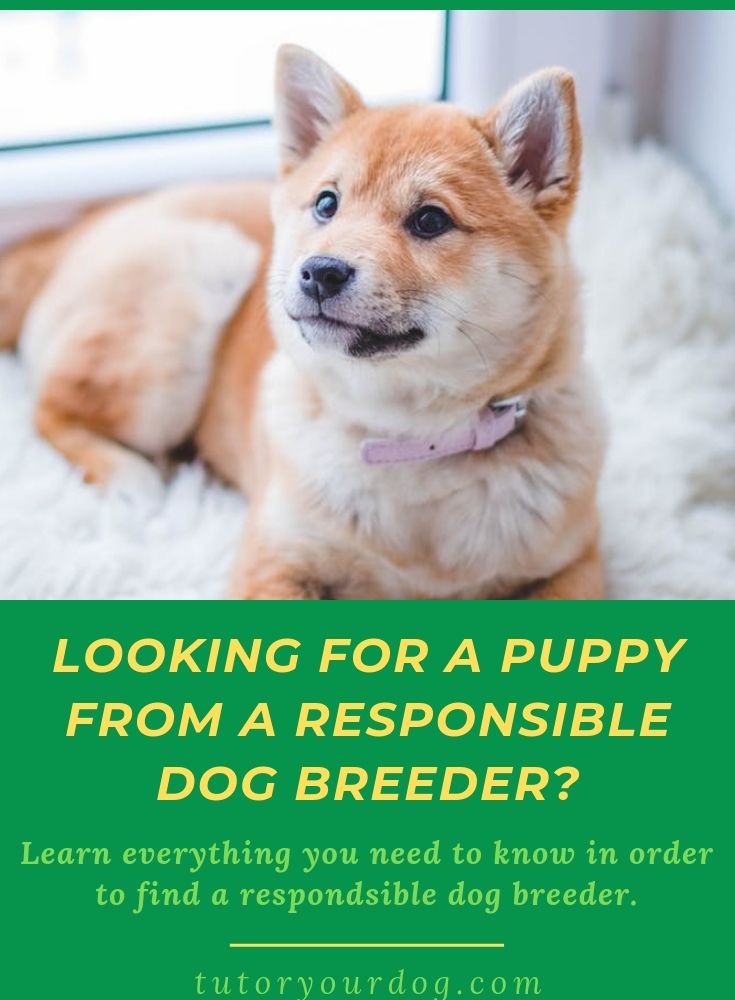 Looking for a puppy from a responsible dog breeder? Learn everything you need to know in order to find a responsible dog breeder. Click through to learn more about Secrets To Finding A Responsible Dog Breeder.