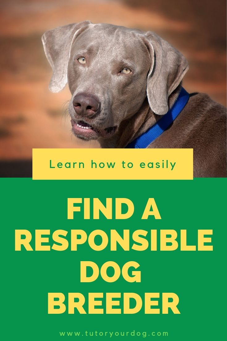 Easily find a responsible dog breeder with our tips and advice. If you are looking for a purebred dog breeder we will show you what to look for in order to get a dog breeder that you can work with. Click through to learn how you can easily find a responsible dog breeder for your new puppy.