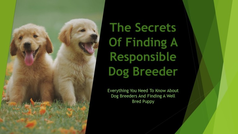Secrets To Finding A Responsible Dog Breeder