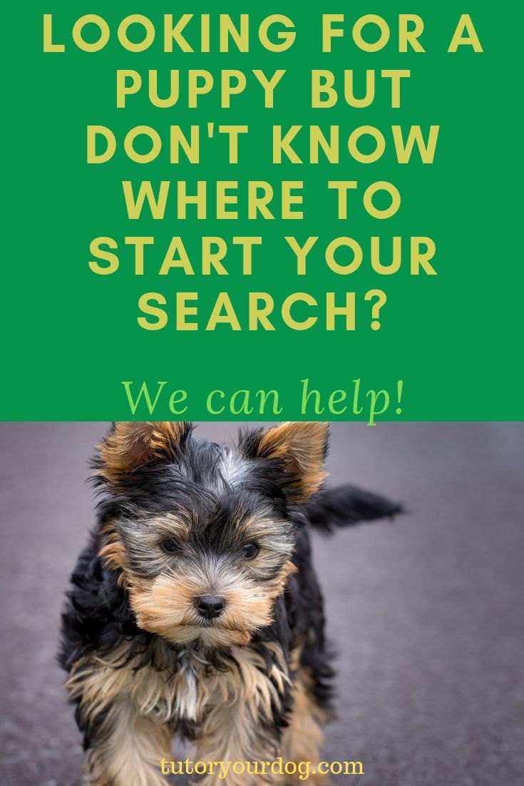 Looking for a puppy but don't know where to start your search? We are here to help! Click through to learn more about Secrets Of Finding A Responsible Dog Breeder. #responsibledogbreeder #findapuppy