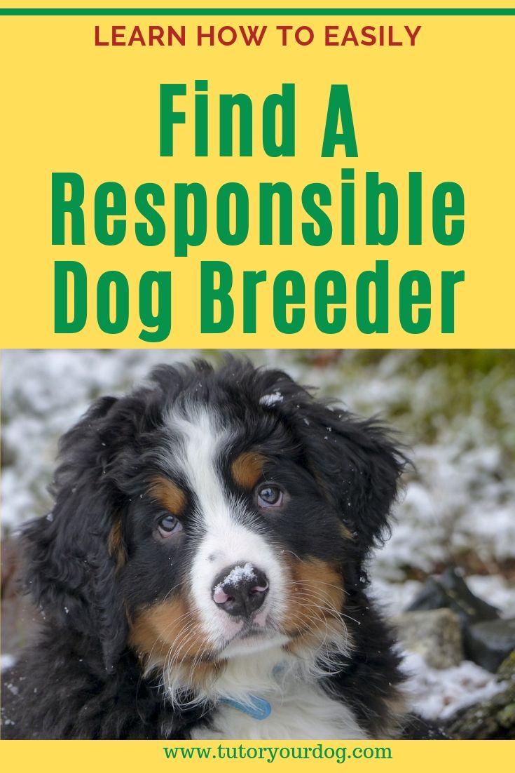 Searching for the perfect puppy can quickly become frustrating if you don't know where to look. Click through to learn how to easily find a responsible breeder so you can buy the puppy of your dreams. #findapuppy #responsibledogbreeder