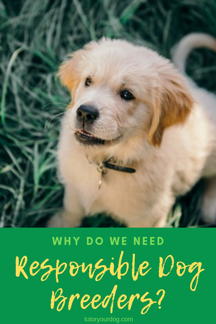 Why do we need responsible dog breeders?