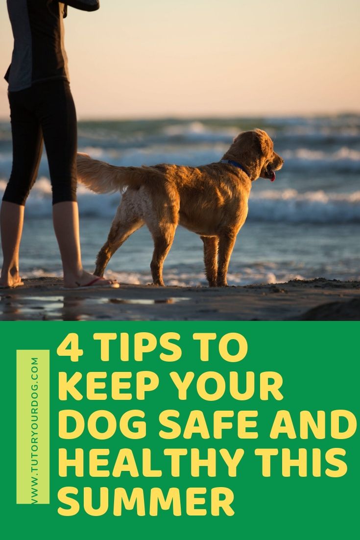 Check out our 4 tips to keep your dog healthy and safe this summer. Click through to read the article to learn how we keep our dog healthy and safe all summer long.