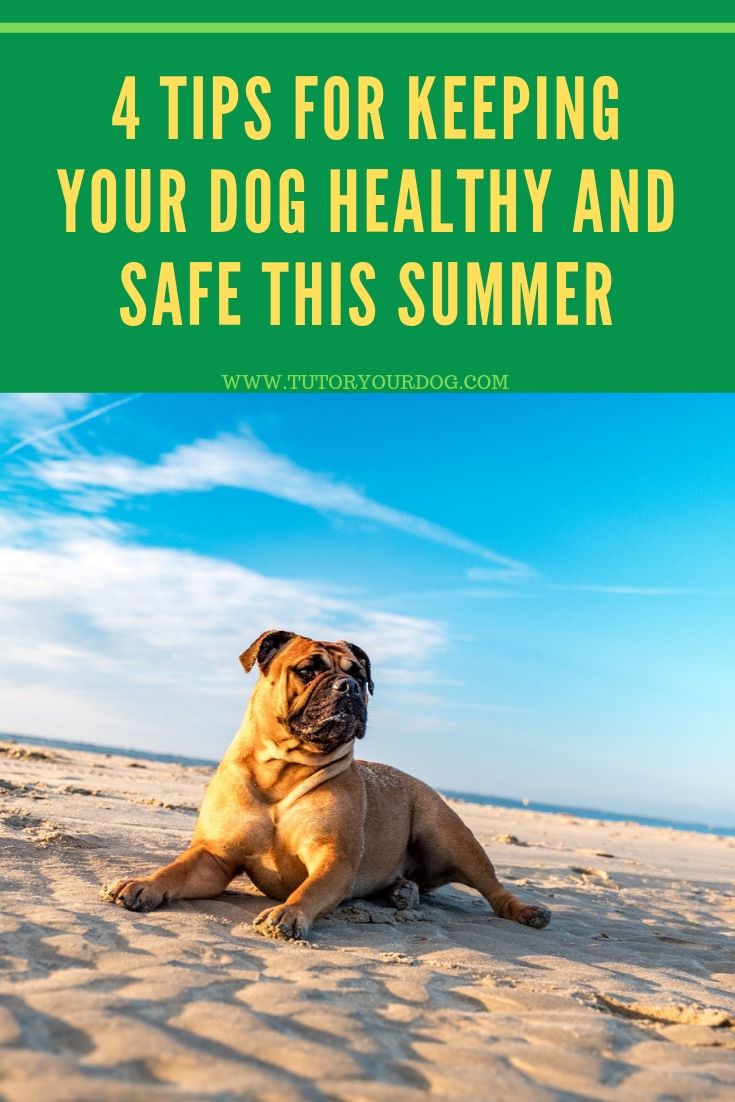 Keeping your dog healthy and safe all year long is important. In the summer there are many things to consider to keep your dog healthy and safe. Click through to check out our 4 tips for keeping your dog healthy and safe this summer.