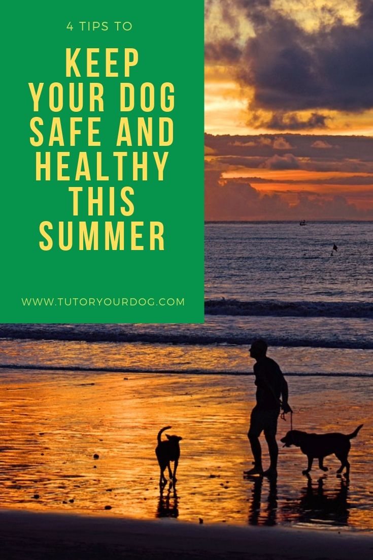 Find out our best tips to keeping your dog healthy and safe this summer. Click through to check out our tips and tricks for keeping your dog safe and healthy this summer.