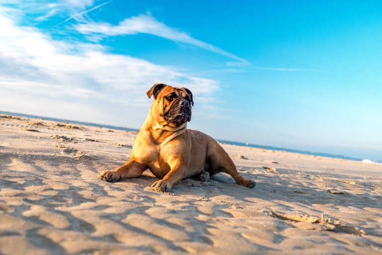4 Tips for Keeping Your Dog Healthy This Summer