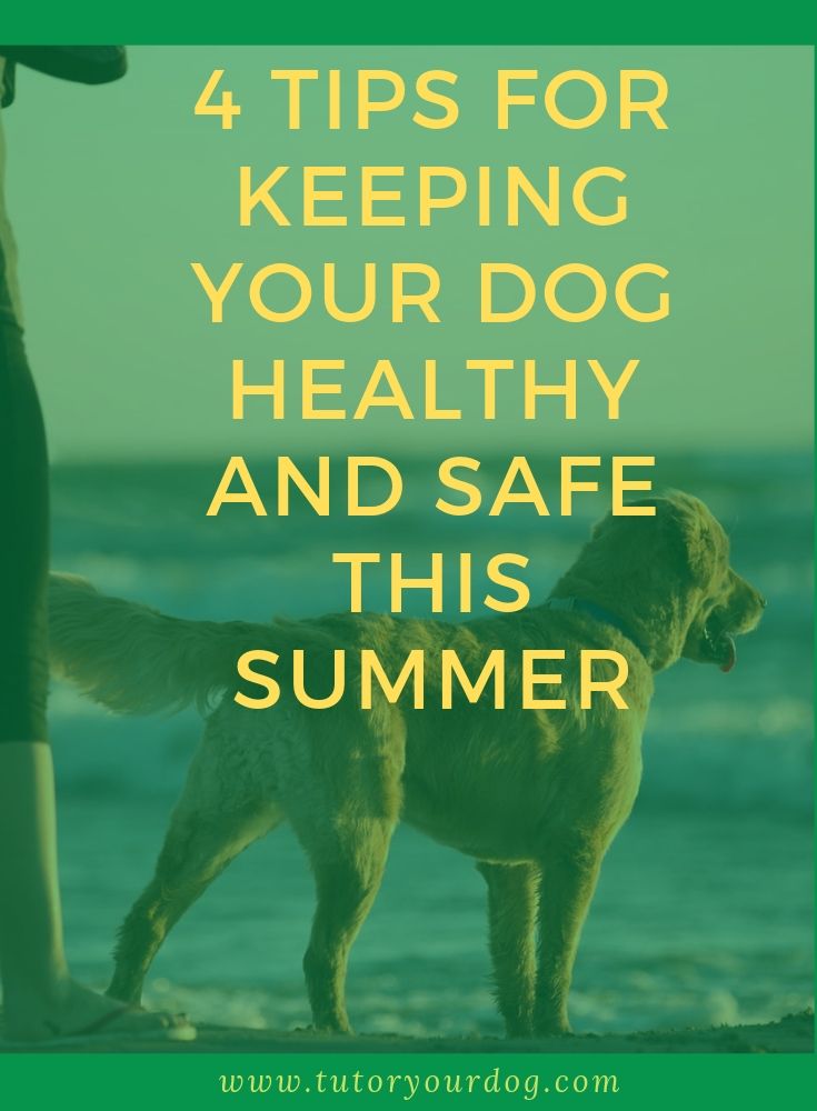 Keeping your dog healthy and safe this summer is easy with our 4 simple tips. Click through to read the article to learn our summer safety tips for your dog.