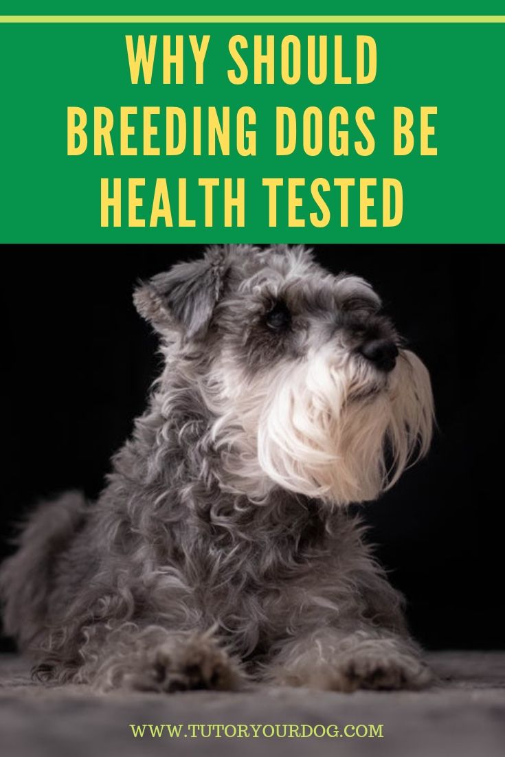 Why breeding dogs should be health tested...if you are buying a puppy ask to see the health testing of the parents.  Buying a puppy from health tested parents greatly reduces your chances of having a puppy with health issues common to the breed later in life.  Click through to read the article.