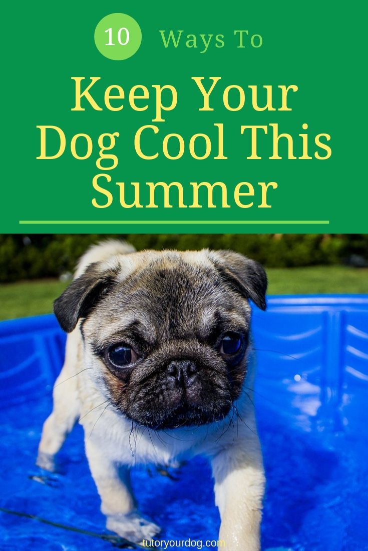 Keeping your dog cool on those hot humid summer days can be tricky. We have put together our top 10 ways to keep your dog cool this summer. Click through to read the article.