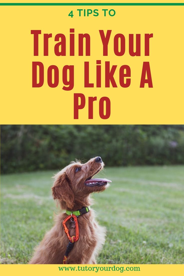 Training your dog like a pro doesn't have to be complicated. There are 4 things to keep in mind when training your dog. Click through to learn 4 tops to train your dog like a pro.