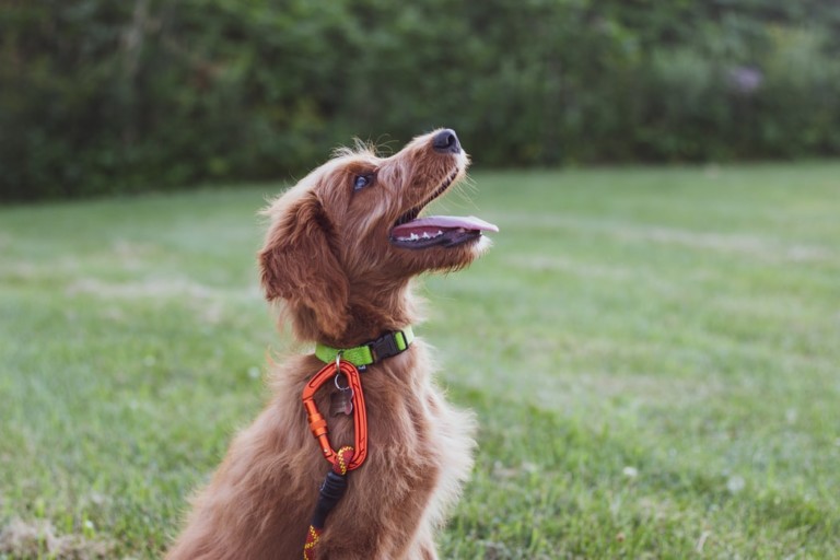 4 Secrets To Train Your Dog Like A Pro