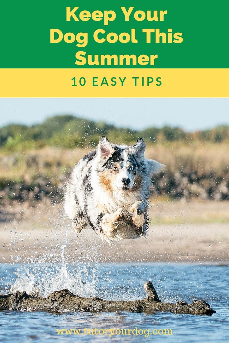 Keep your dog cool this summer with our 10 easy tips. Many dogs mind the heat and humidity of summer. Click through to find simple ways to keep your dog cool on the hot and humid summer days. 