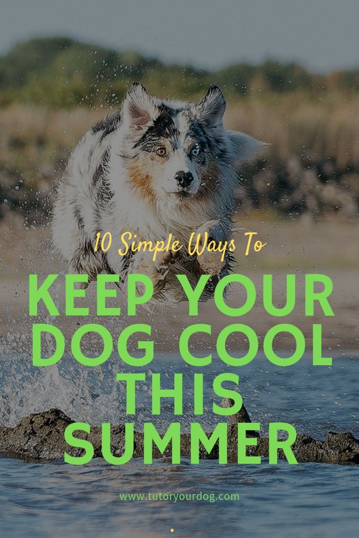 Many dogs mind the hot and humid summer days. To help keep them cool, check out our 10 simple ways that you can keep your dog cool this summer. Click through to read the article.