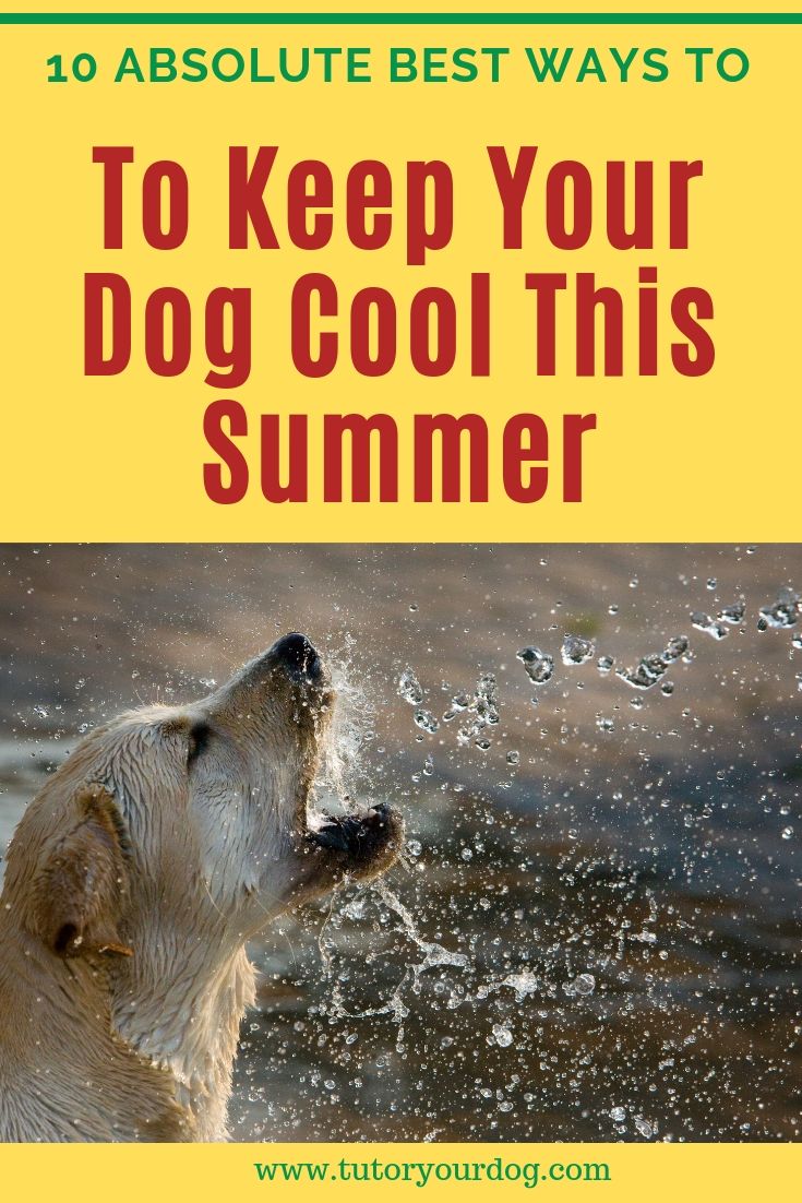 Check out our 10 absolute best ways to keep your dog cool this summer. Avoid overheating your dog with these easy tips to keep your dog cool this summer. Click through to read the article.