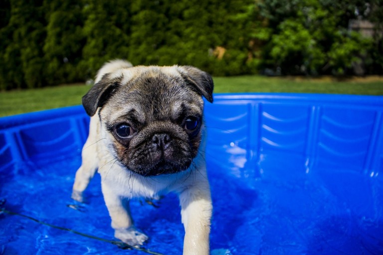 10 Ways To Keep Your Dog Cool This Summer