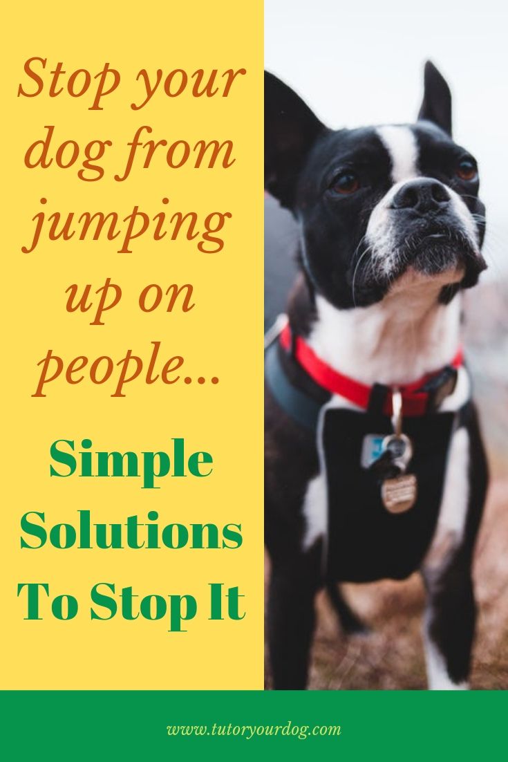 Stop your dog from jumping up on people...simple solutions to stop it. Click through to check out our tips so you can train your dog not to jump up on people.