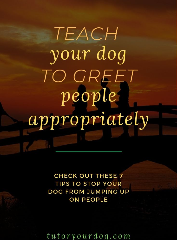 Teach your dog to greet people appropriately. Check out these 7 tips to stop your dog from jumping up on people. Click through to read the article.
