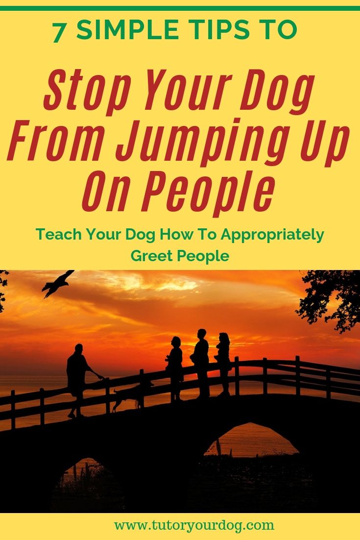 7 simple tips to stop your dog from jumping up on people. Teach your dog how to appropriately greet people.Click through to learn how to stop your dog from jumping up.