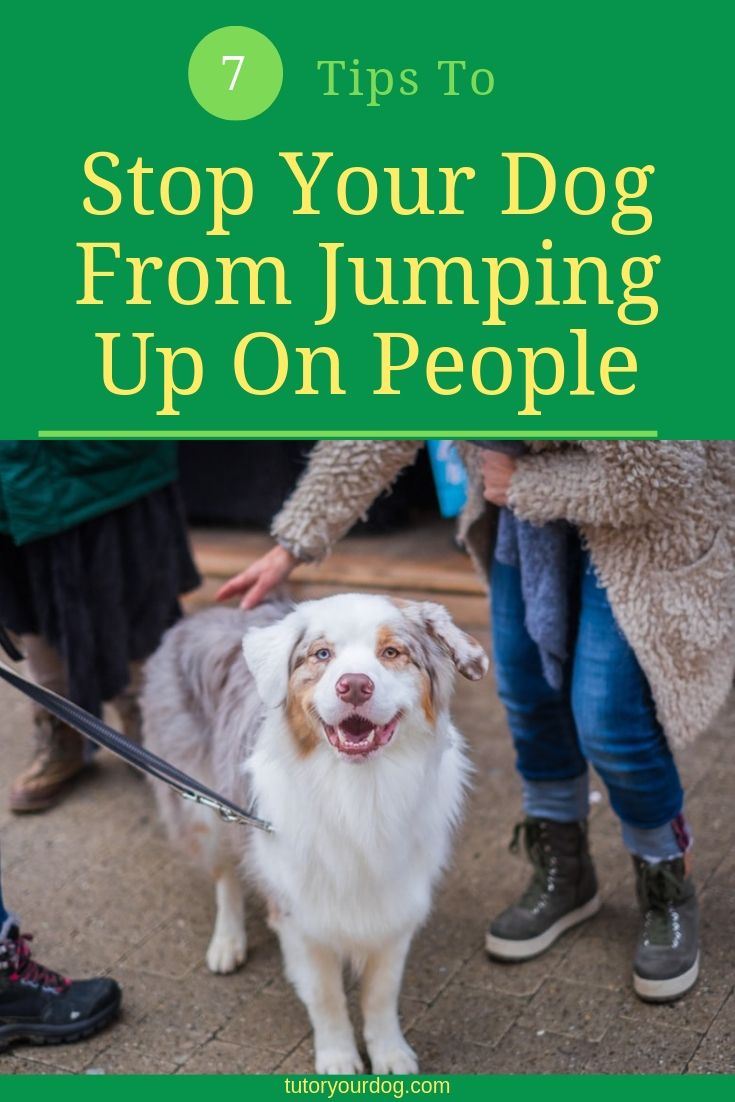 7 tips to stop your dog from jumping up on people.  Click through to learn how to get your dog to greet people appropriately.