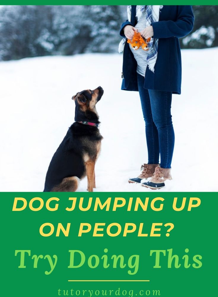 Dog jumping up on people? Try doing this! Click through to learn 7 simple tips to stop your dog from jumping up on people.