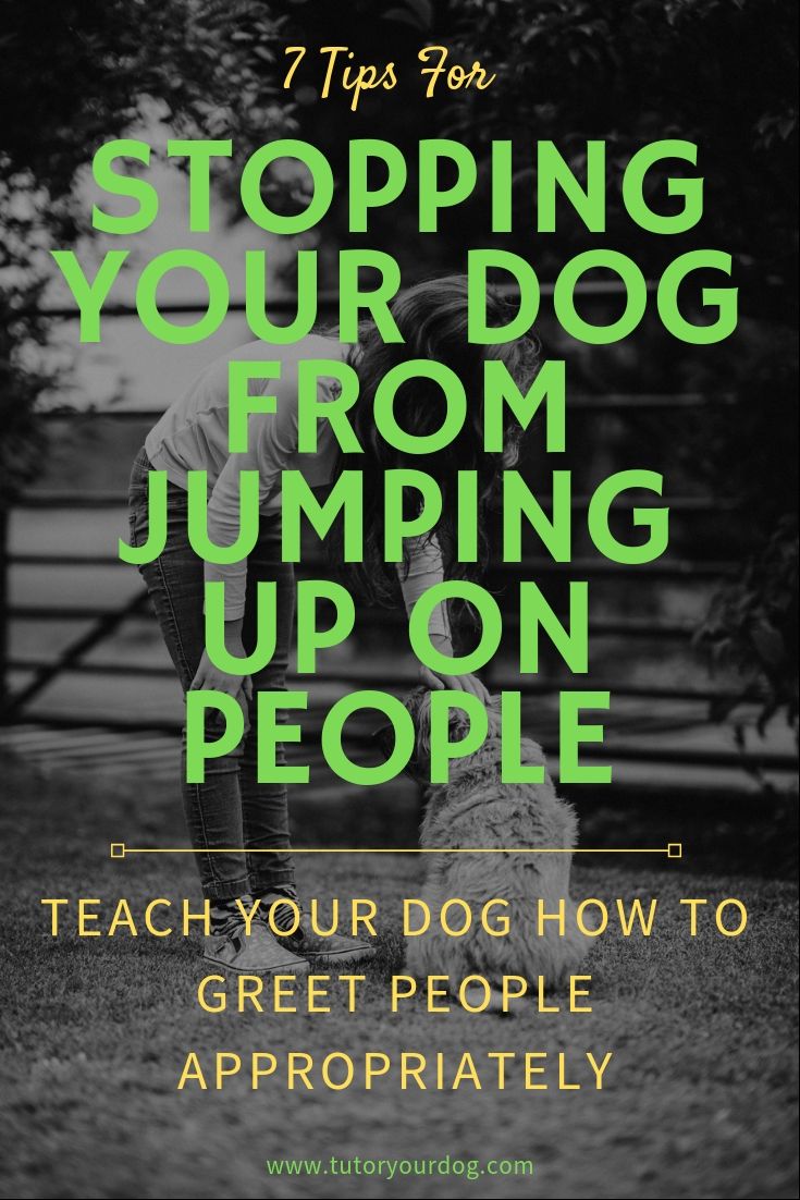 7 tips for stopping your dog from jumping up on people. If you are embarrassed because your dog is constantly jumping up on people, click through to read our easy tips to stop this behavior.