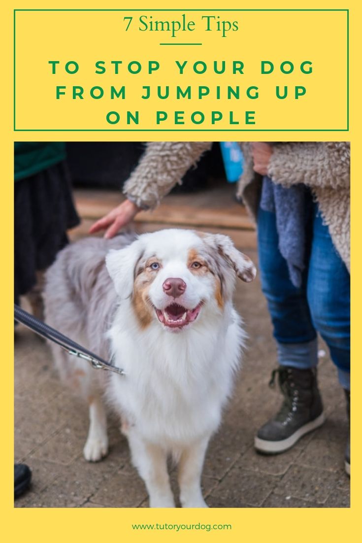 7 simple tips to stop your dog from jumping up on people. Click through to read the article so you can easily teach your dog how to greet people appropriately.