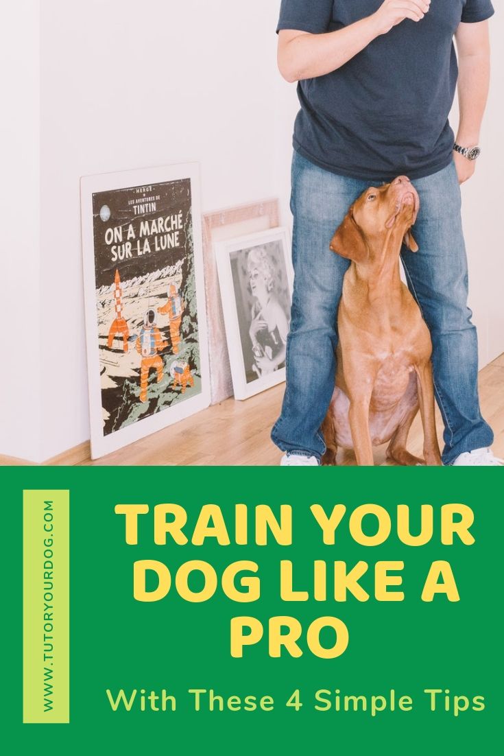 Learn how to train your dog like a pro with our 4 simple tips. Having a well mannered dog is something that anyone can achieve if they just know how to do it. Click through to read our 4 tips so you can train your dog like a pro.