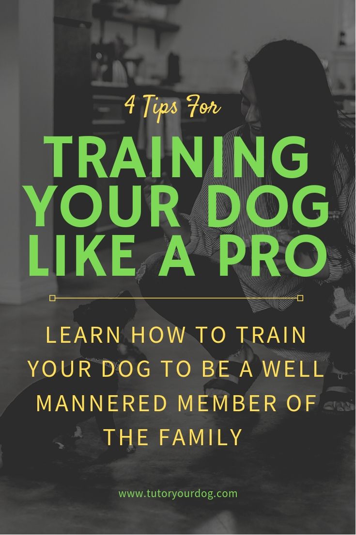 Having a well mannered dog is something that you can achieve once you know how to train your dog properly. Learn how to train your dog to be a well mannered member of the family. Click through to check out our 4 tips for training your dog like a pro. 