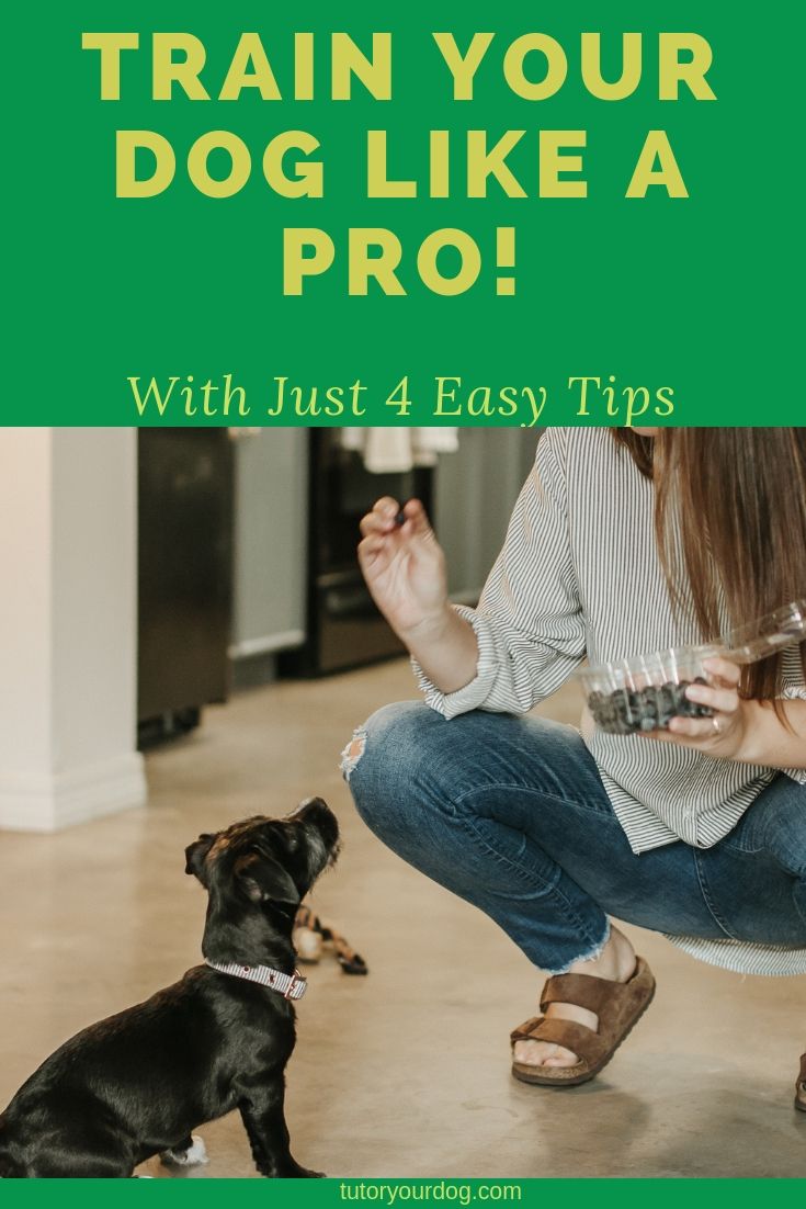 Train your dog like a pro with these 4 easy tips. Click through to learn the simple things that professional dog trainers do in order to properly train dogs.