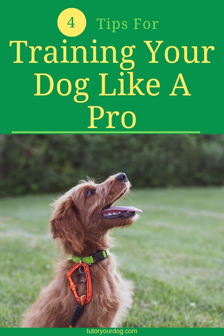 4 tips for training your dog like a pro. Check out our dog training tips so you can have a well mannered dog. Click through to read our dog training tips.