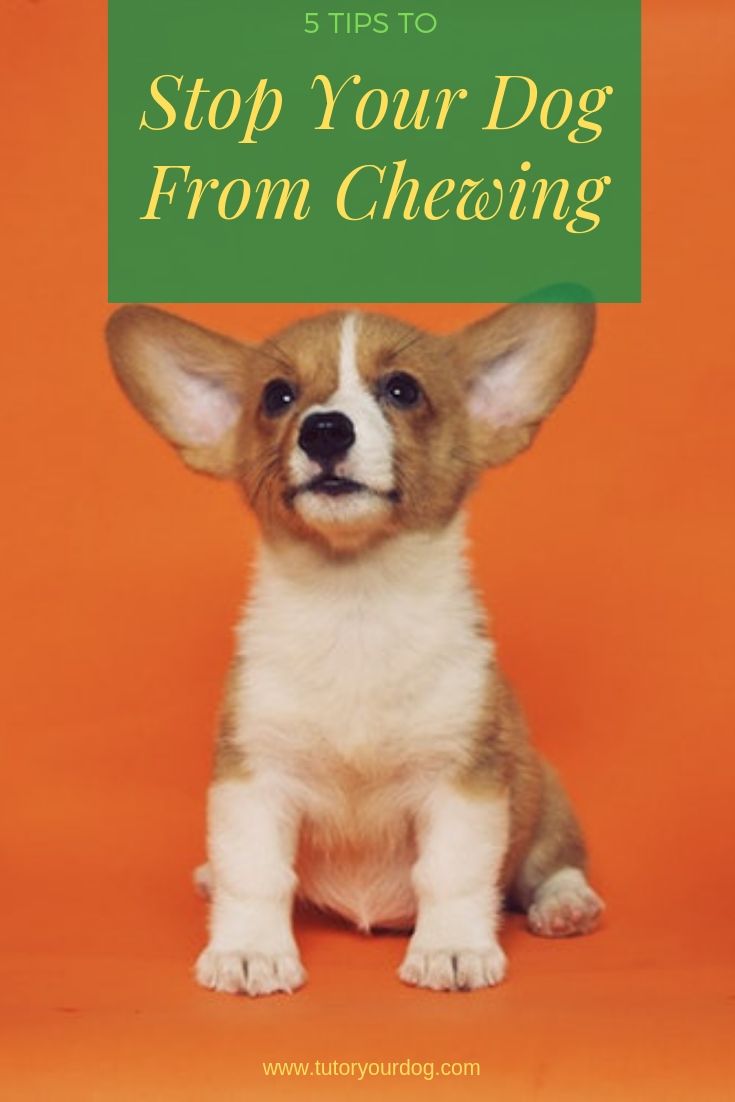 5 tips to stop your dog from chewing. Teach your dog what he can chew and what he cannot chew. Click through to learn how to teach your dog to stop chewing things that he shouldn't.