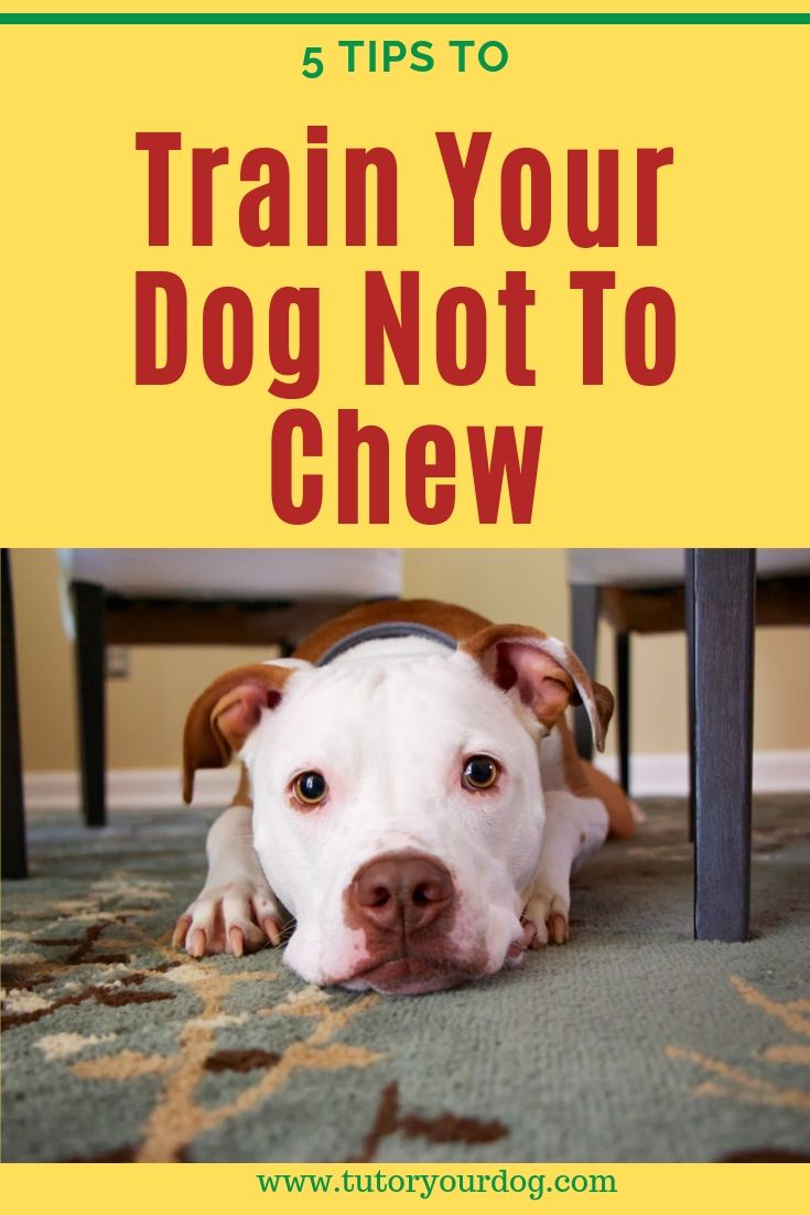 Some dogs chew everything in sight. They are very destructive and it's very frustrating to have to deal with. We have put together our best tips to train your dog to stop chewing. Click through to learn our 5 tips to stop your dog from destructive chewing.