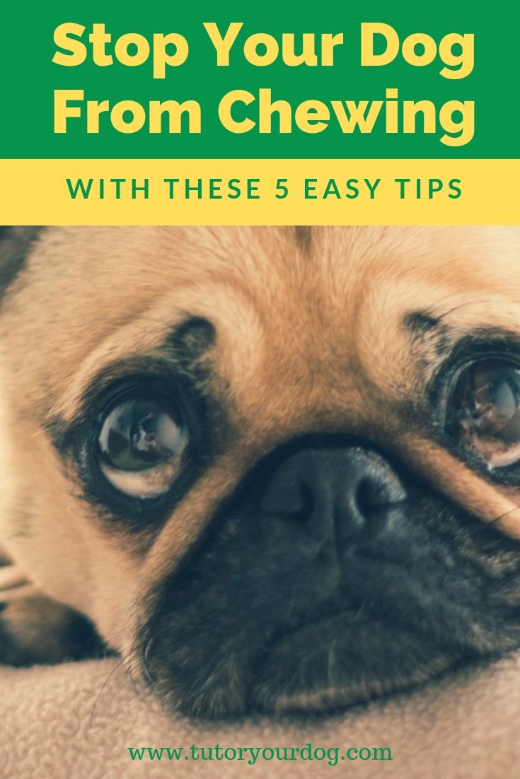 Destructive chewing is not only frustrating for the owner but also dangerous for the dog. Learn how to stop your dog from inappropriate chewing. Click through to check out our 5 easy tips to teach your dog to stop chewing. 