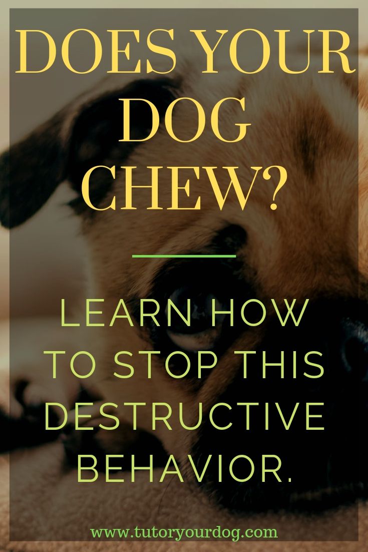 Does your dog chew? Learn how to stop this destructive behavior. Click through to check out our easy tips to train your dog not to chew.