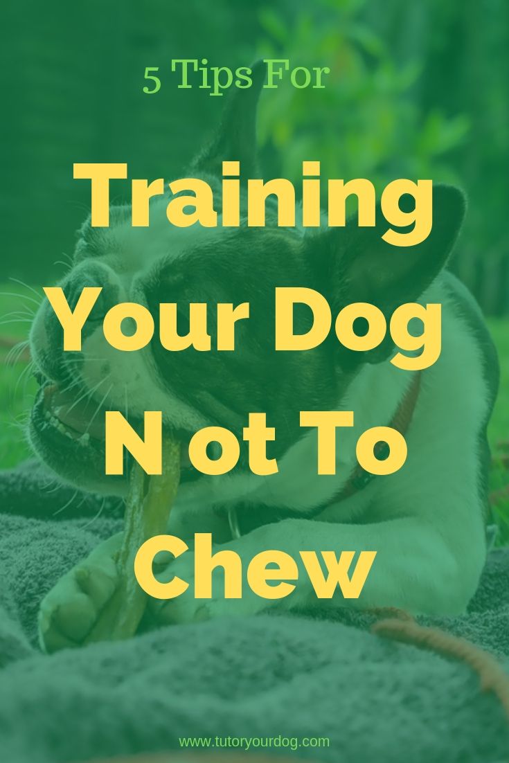 Destructive chewing is a bad habit that many dogs have. It is important to teach your dog what he can chew and what he cannot chew. Click through to check out our easy tips for training your dog to stop destructive chewing. 