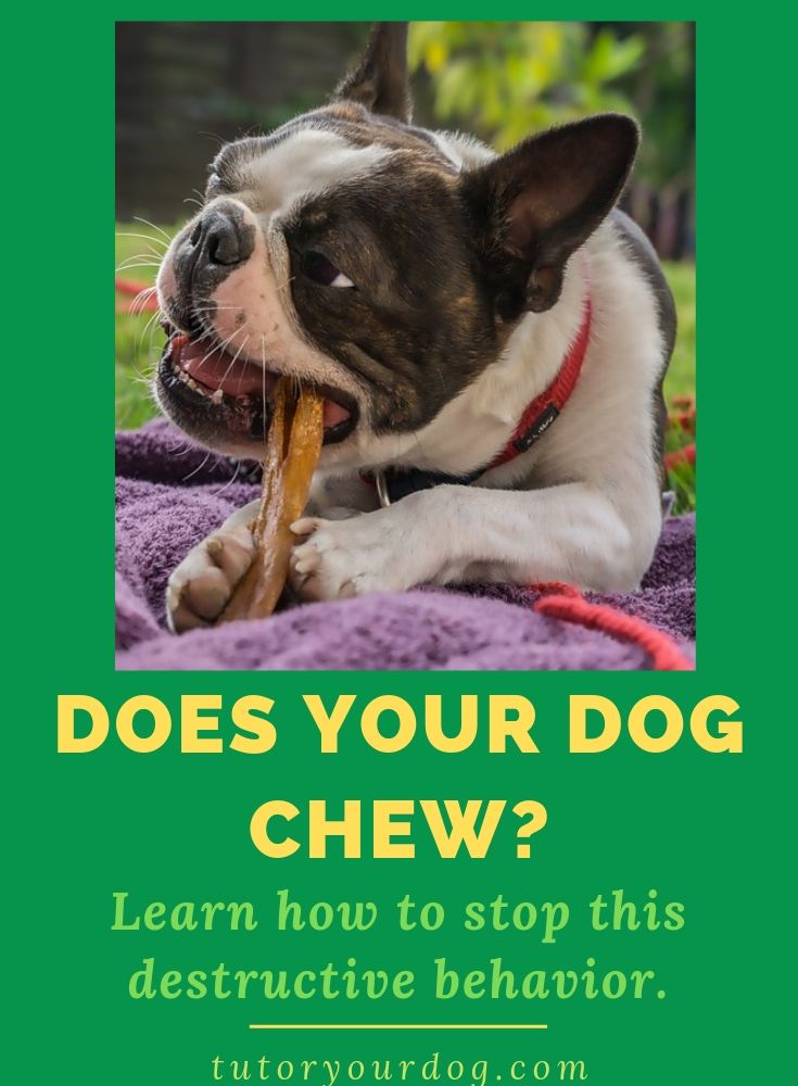 Having a dog that is constantly chewing things that he's not supposed to is very frustrating! This destructive dog behavior is not only frustrating for us but it's also dangerous for your dog. Click through to learn how to stop this destructive chewing behavior.