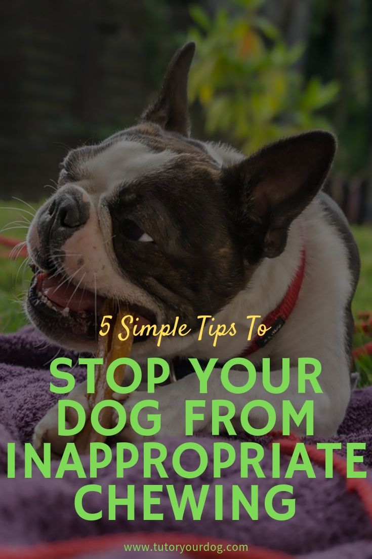 So many people have the same complaint, there dog chews and destroys things in their house. Click through to learn 5 simple tips tot stop your dog from inappropriate chewing.