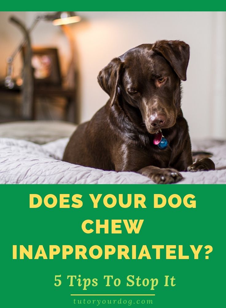 Does your dog chew inappropriately? Some dogs chew everything in sight no matter what you do. If you want to stop your dog from chewing, click through to learn our 5 tips to stop inappropriate chewing.