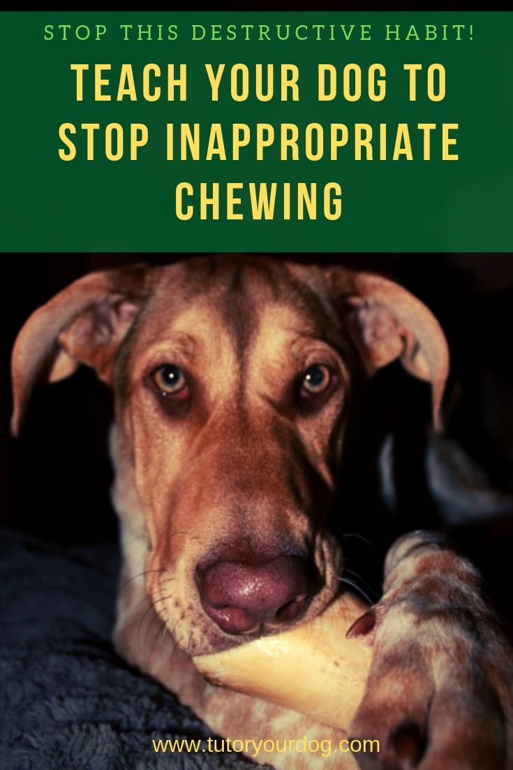 Stop this destructive dog habit! Teach your dog to stop inappropriate chewing. Click through to learn how you can teach your dog to stop chewing things that he shouldn't.
