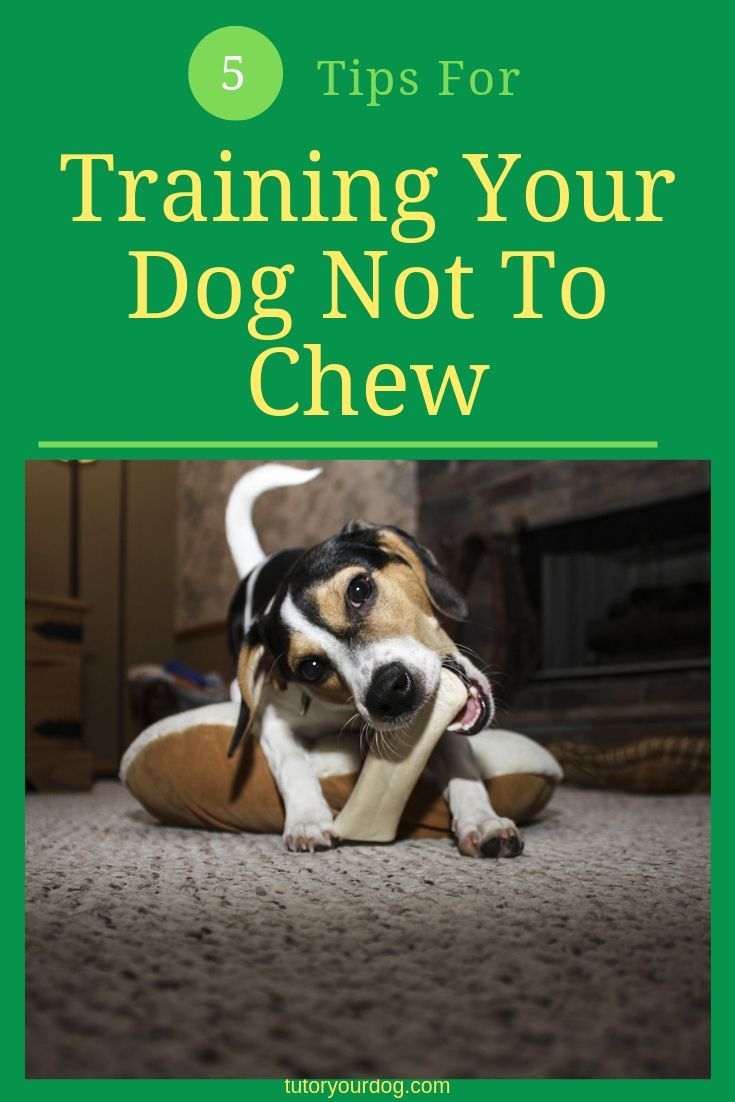 5 tips for training your dog not to chew. Learn how to prevent your dog from developing destructive chewing habits. Click through to find out how to prevent your dog from inappropriate chewing.