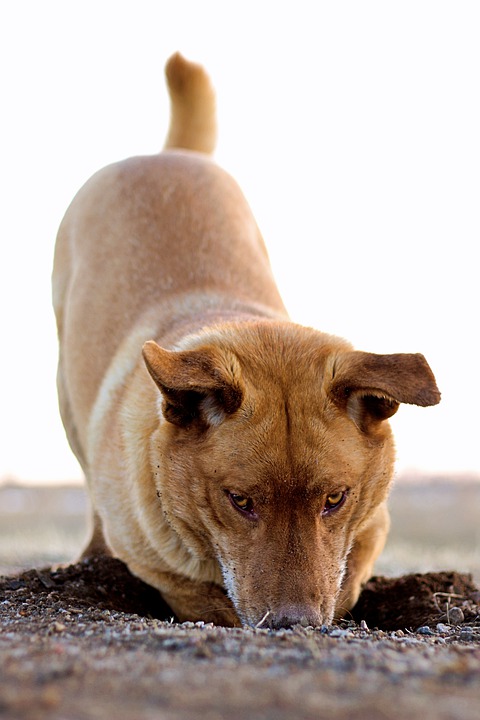 4 Smart Strategies To Stop Your Dog From Digging Up Your Yard