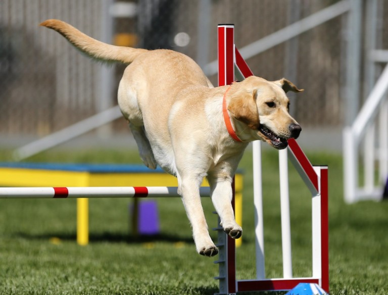 5 Things I’ve Learned Through Training For Dog Agility