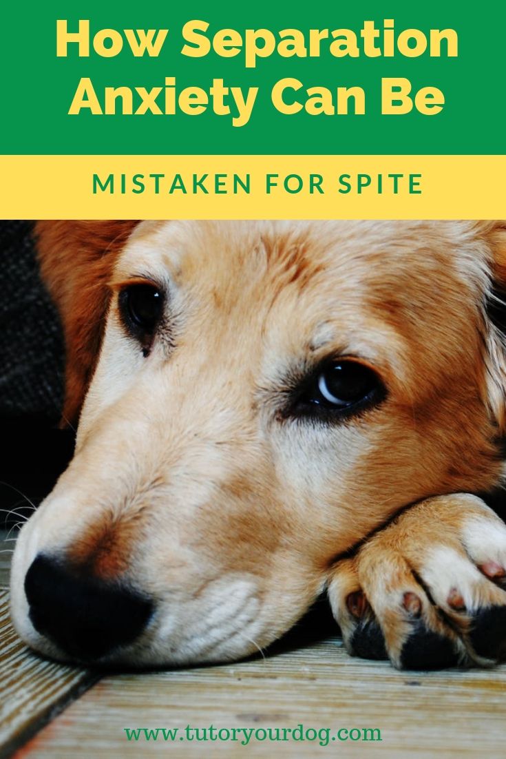 Many dog owners think that when their dog misbehaves when left alone that the dog is acting out of spite.  They think that the dog is angry that they are not home but the reality is that it's not spite at all. Click through to learn how separation anxiety can be mistaken for spite in your dog and how you can help your dog cope with being left home alone.  #separationanxiety