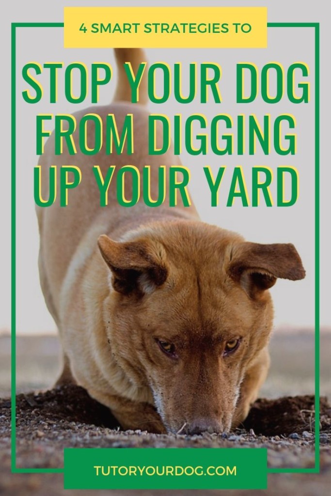 If your dog is constantly digging up your backyard it can be very frustrating.  We are sharing 4 smart strategies to stop your dog from digging up your yard.  Click through to read the article.  #stopyourdogfromdigging