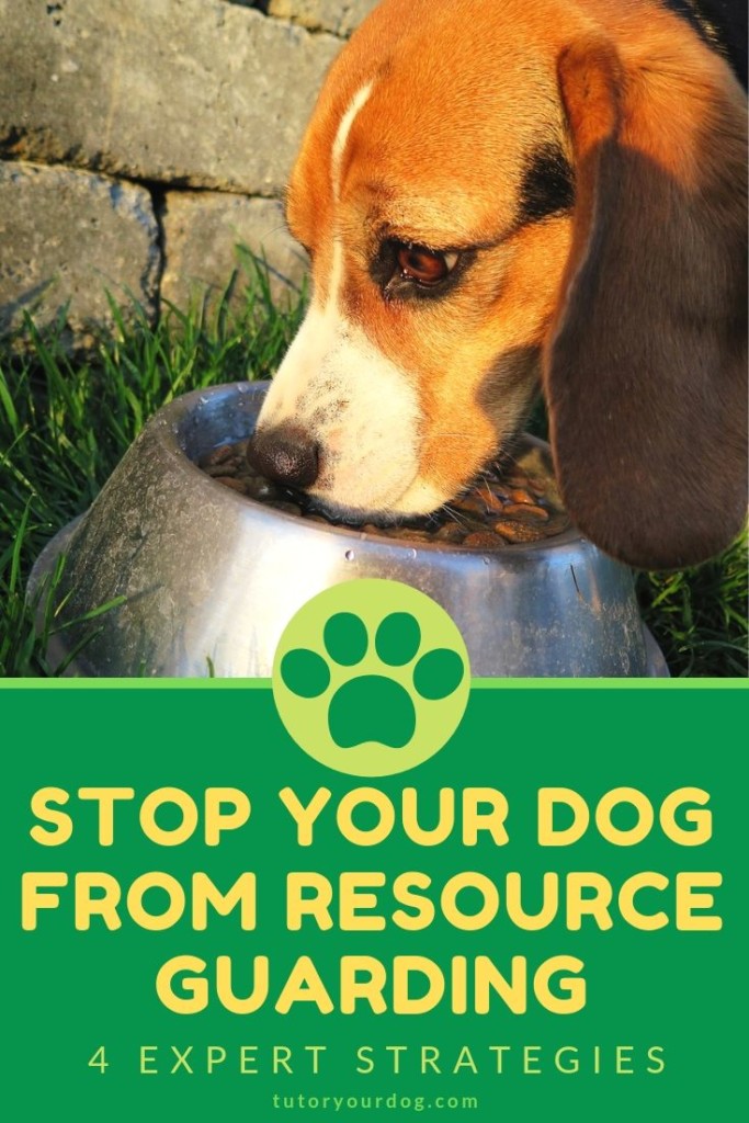 4 Expert strategies for stopping your dog from resource guarding.  Growly dogs should not be ignored.  Resource guarding needs to be stopped as soon as you see it.  Click through to read our top 4 ways to stop your dog from being possessive of his food and toys.  .