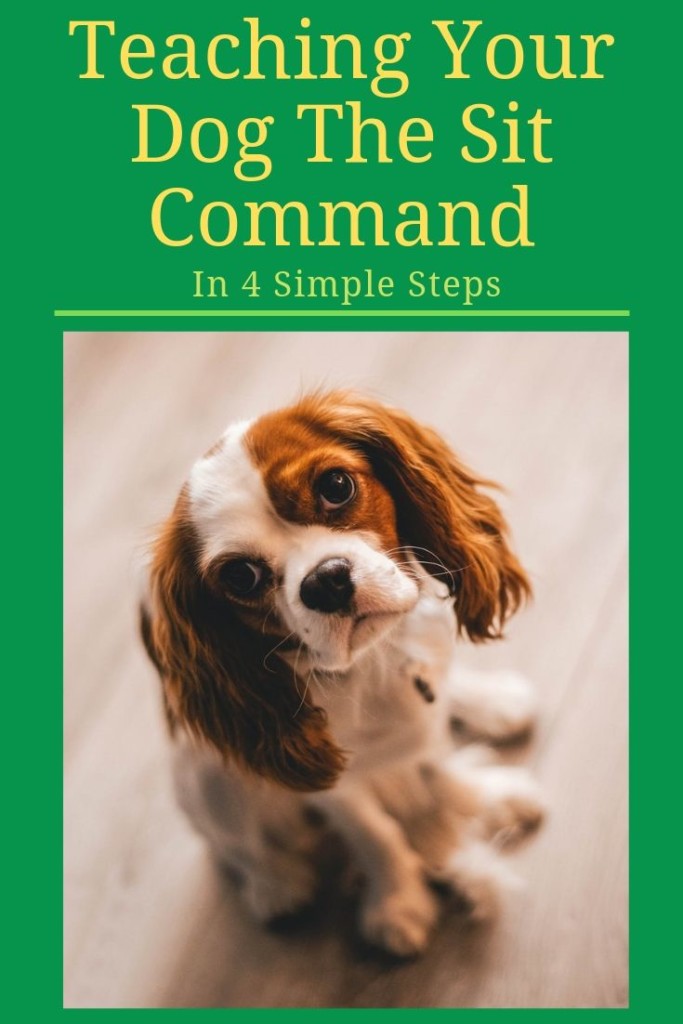 Teach your dog to sit in just 4 simple steps.  Teaching your dog the sit command is one of the foundation dog obedience exercises.  Once you teach your dog to sit you can add other commands to your dog's training schedule.  Click through to check out our 4 simple steps to teach your dog to sit.  
