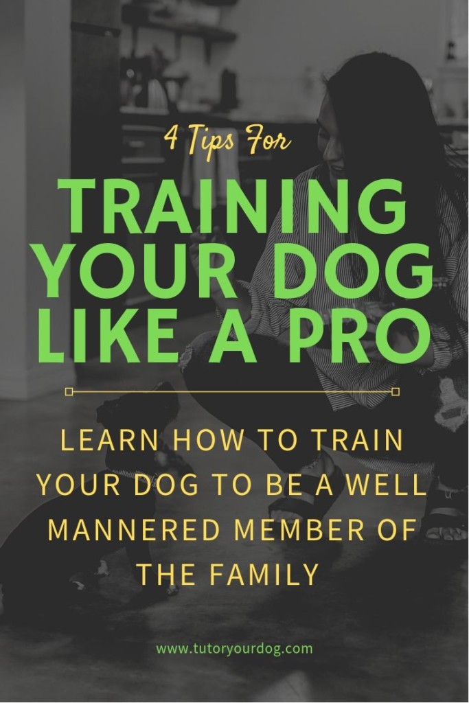 Learn how to train your dog to be a well mannered member of the family with our 4 tips for training your dog like a pro.  Click through to read the article and start training your dog today.  