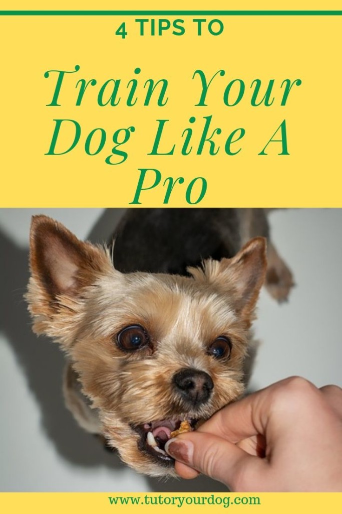 Learn how to train your dog like a pro with our 4 easy to follow tips.  Have a well mannered dog that you can be proud to show off.  Click through to read the article and start training your dog.