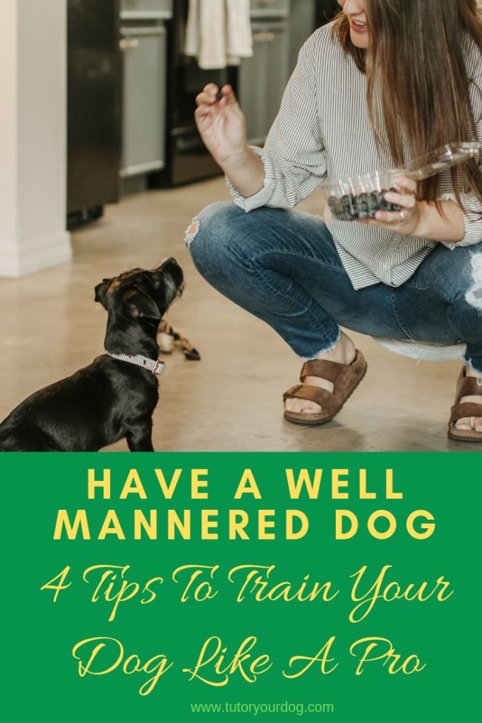 Having a well mannered dog is easy when you know how to train your dog.  Check out our 4 tips to train your dog like a pro.  Click through to read the article and start training your dog.  